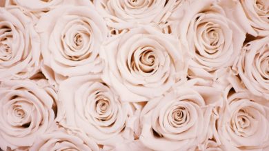 Profumi alla Rosa: 4 avvolgenti fragranze femminili da provare assolutamente!