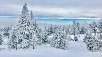 Profumo di Boschi innevati: 6 fragranze invernali da provare