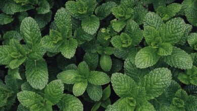 5 Profumi alla Menta che sono pura energia!