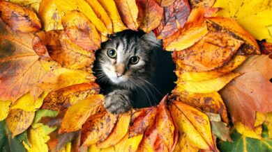 Giornata Mondiale del Gatto: 5 Borghi a misura di Felino in cui celebrarla