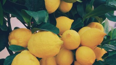 Conosci l’incantevole Borgo dei Limoni della Costa Calabrese? Bellissimo e inebriante!