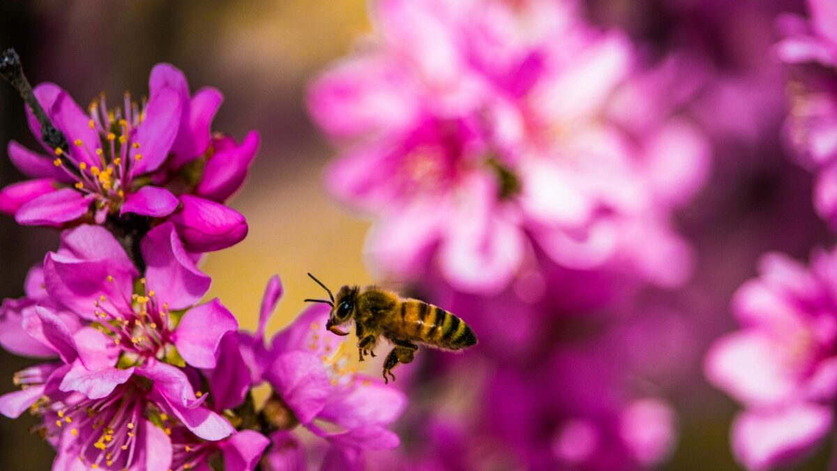 I migliori prodotti Skincare al Miele per Celebrare il World Bee Day