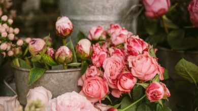 In questo borgo del Lazio si trova il giardino di peonie Piú grande del mondo