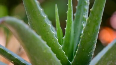 Ecco perché i prodotti all’Aloe Vera sono un must have della Skincare Estiva…