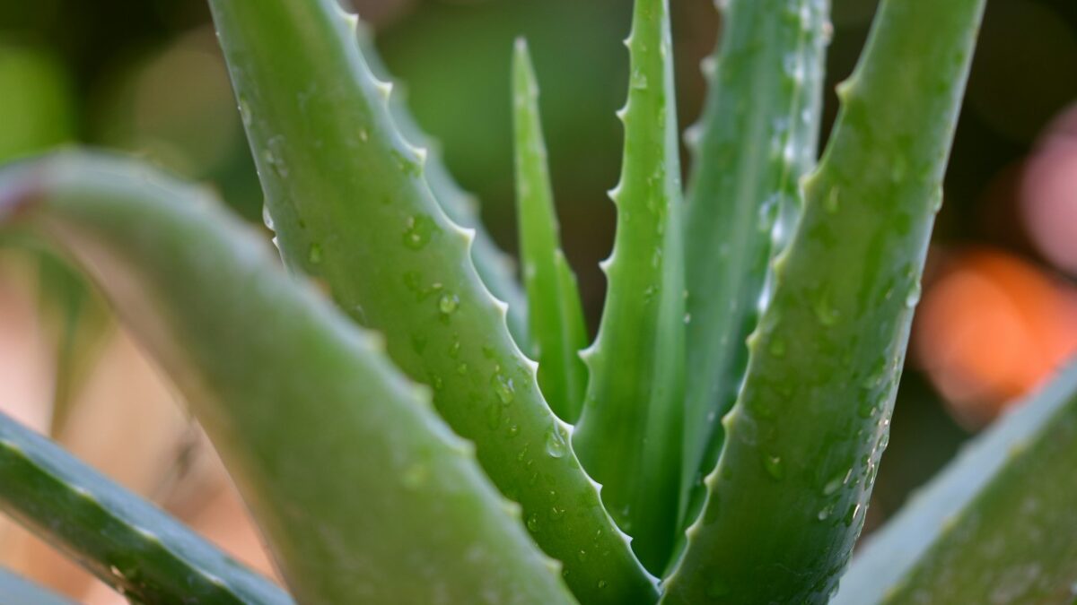 Ecco perché i prodotti all’Aloe Vera sono un must have della Skincare Estiva…