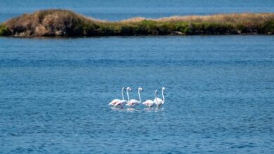 In pochi conoscono questa piccola Isola Adratica nascosta nella Laguna del Delta del Po…