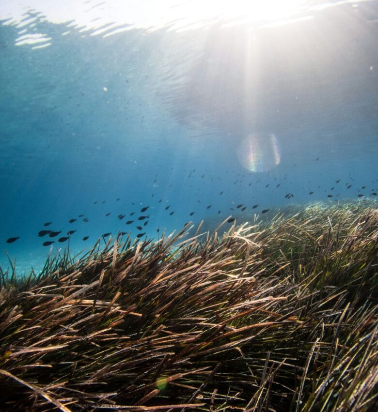 posidonia