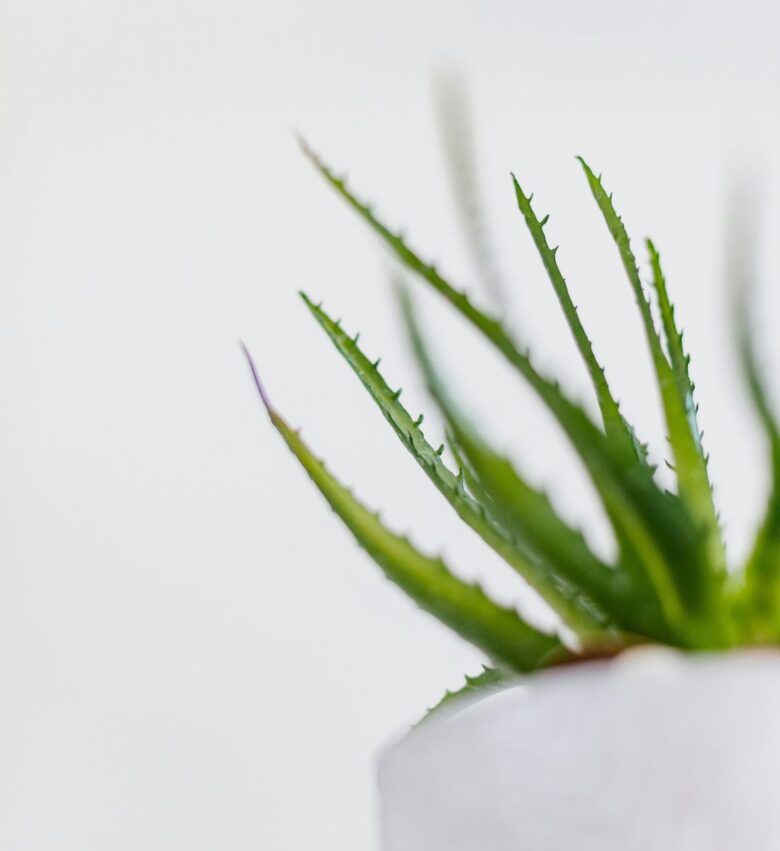 foglie di aloe in vaso