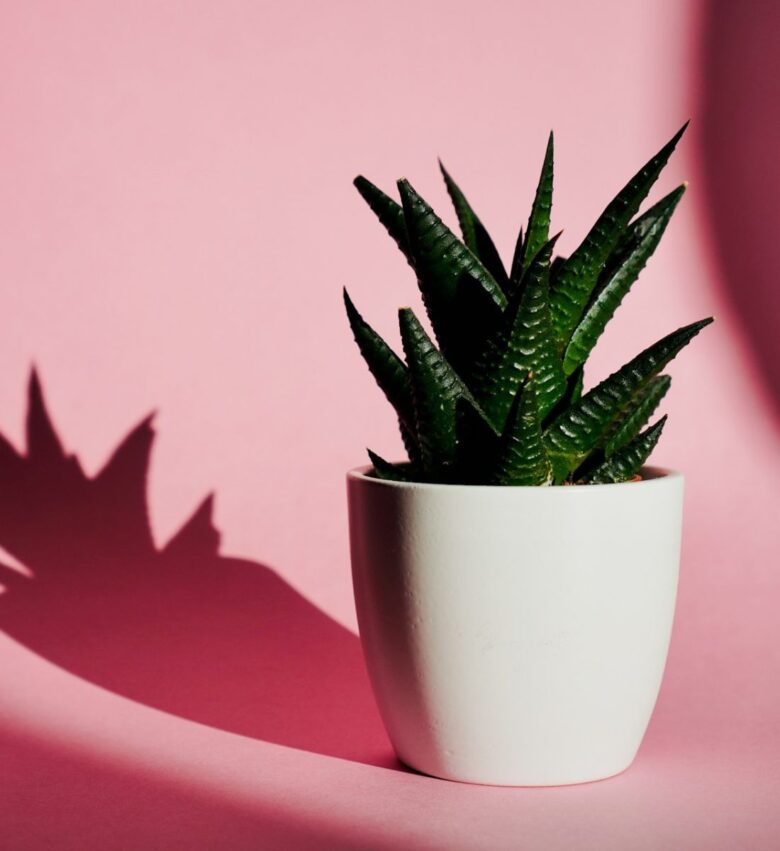 aloe vera in vaso su sfondo rosa