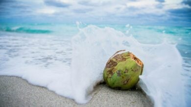 Profumi al Cocco, la fragranza più inebriante dell’Estate