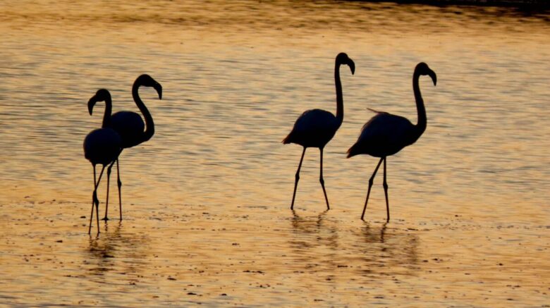 Antica Salina Camillone Cervia