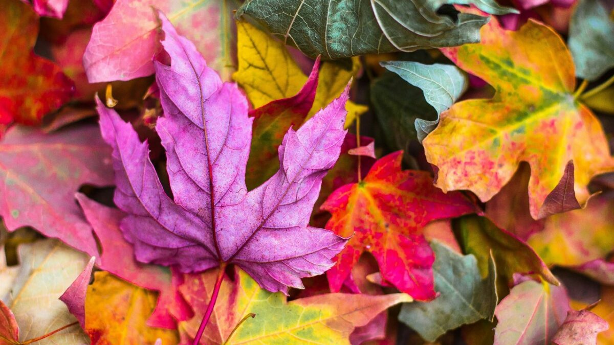 Foliage: ecco tutto quello che c’è da sapere sui borghi perfetti per vivere i colori dell’autunno