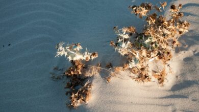 Un vero angolo di paradiso Sardo tra acque cristalline e dune di sabbia bianca