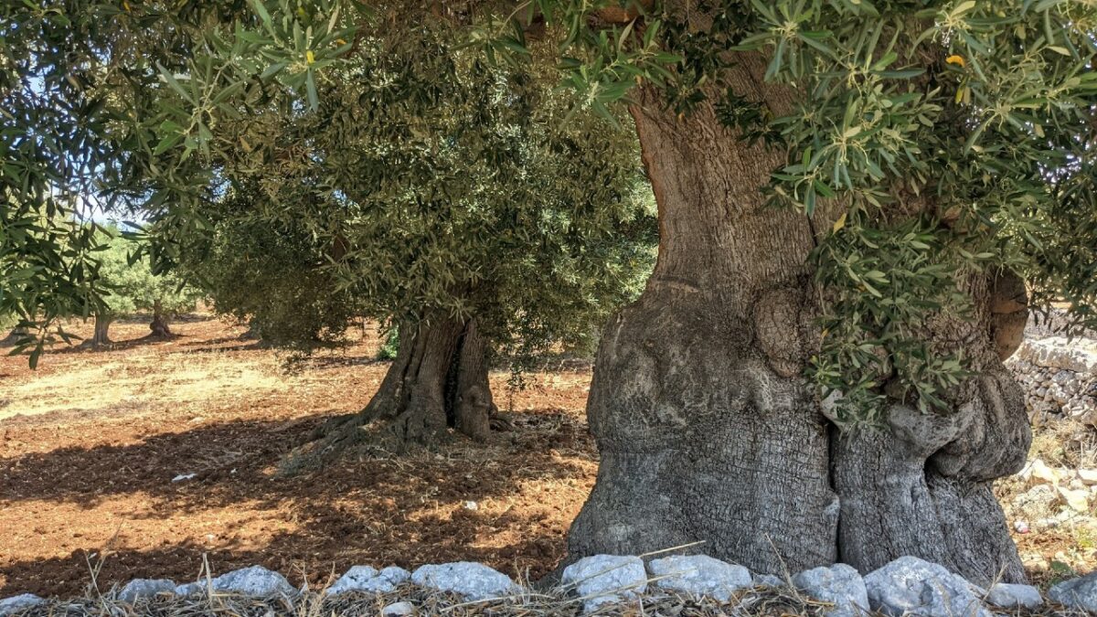 Un Borgo Salentino tra mare, natura e storia che ti rapirà il cuore