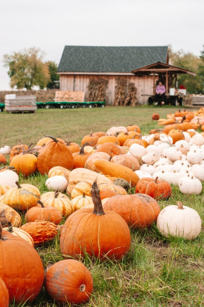 Pumpkin patch