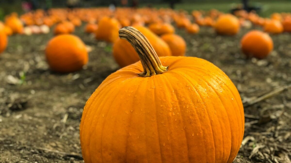 Pumpkin Patch al Sud: la passione per le zucche d’autunno arriva anche in Puglia e Calabria