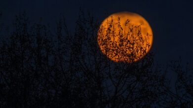 Halloween 2024: le idee decorative più Chic per una casa piena di fascino e mistero