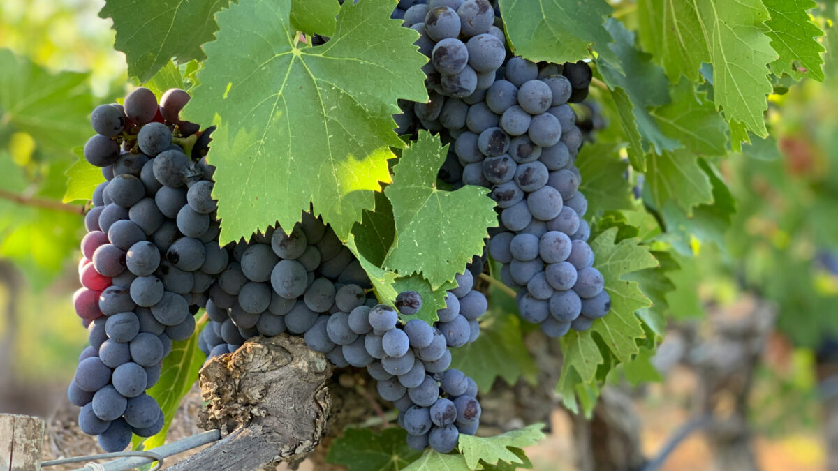 I Borghi del Vino in cui brindare con le amiche in occasione della Festa della Donna