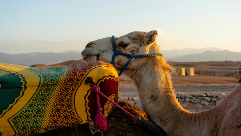 A due passi da Marrakech si trova un deserto molto suggestivo da visitare