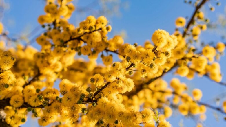 6 Profumi alla Mimosa per celebrare la Festa della Donna