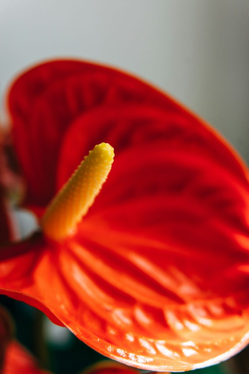 Le Piante e i Fiori giusti per donare colore e freschezza alla casa con l’arrivo della Primavera