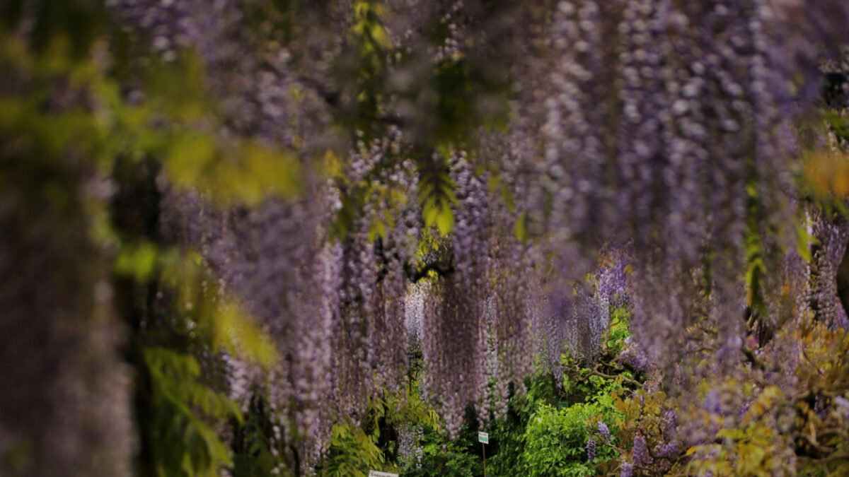 Le fioriture più belle d’Italia da non perdere questa Primavera