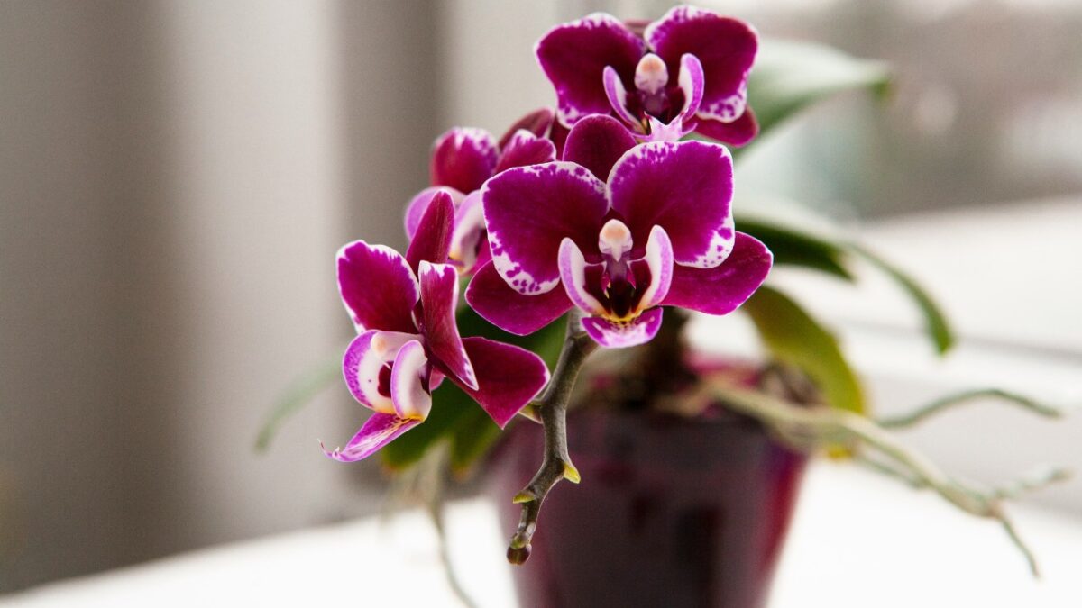 Le Piante e i Fiori giusti per donare colore e freschezza alla casa con l’arrivo della Primavera