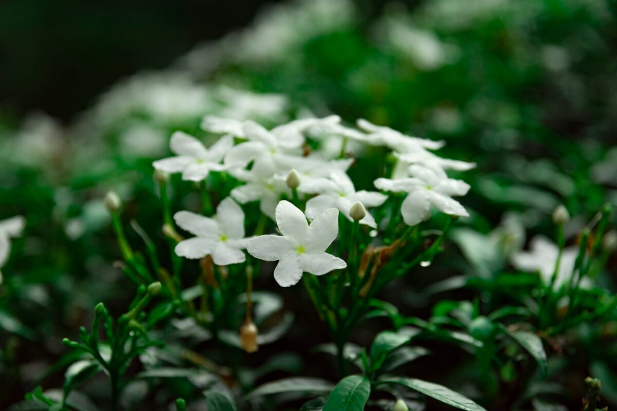 Le Piante e i Fiori giusti per donare colore e freschezza alla casa con l’arrivo della Primavera