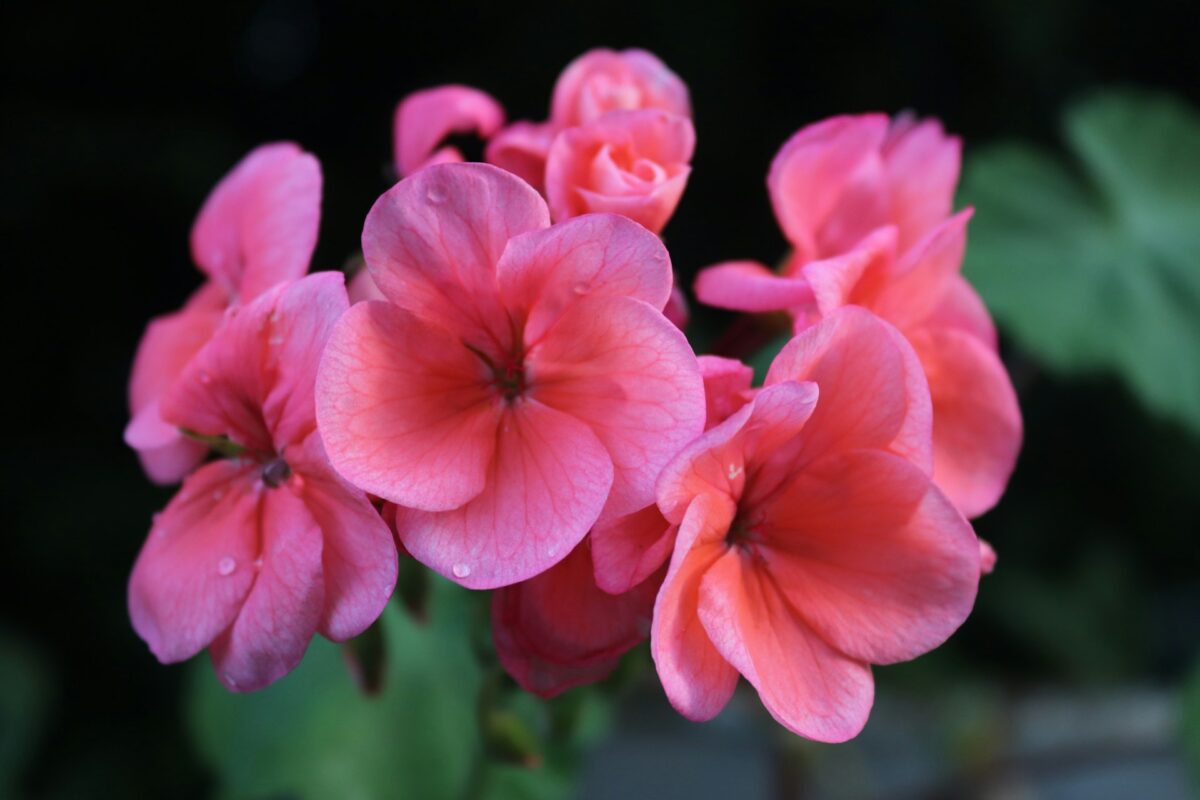 Le Piante e i Fiori giusti per donare colore e freschezza alla casa con l’arrivo della Primavera