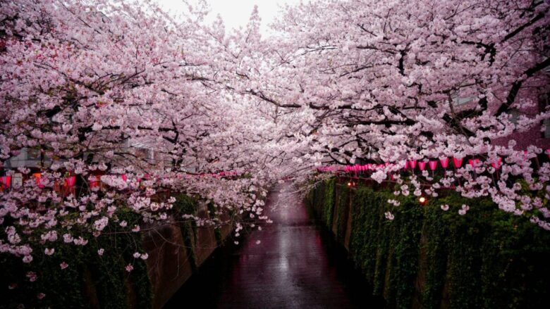 Le destinazioni più belle del Pianeta dove ammirare lo spettacolo dei Ciliegi in fiore