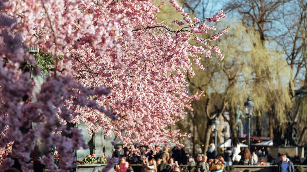 Le destinazioni più belle del Pianeta dove ammirare lo spettacolo dei Ciliegi in fiore