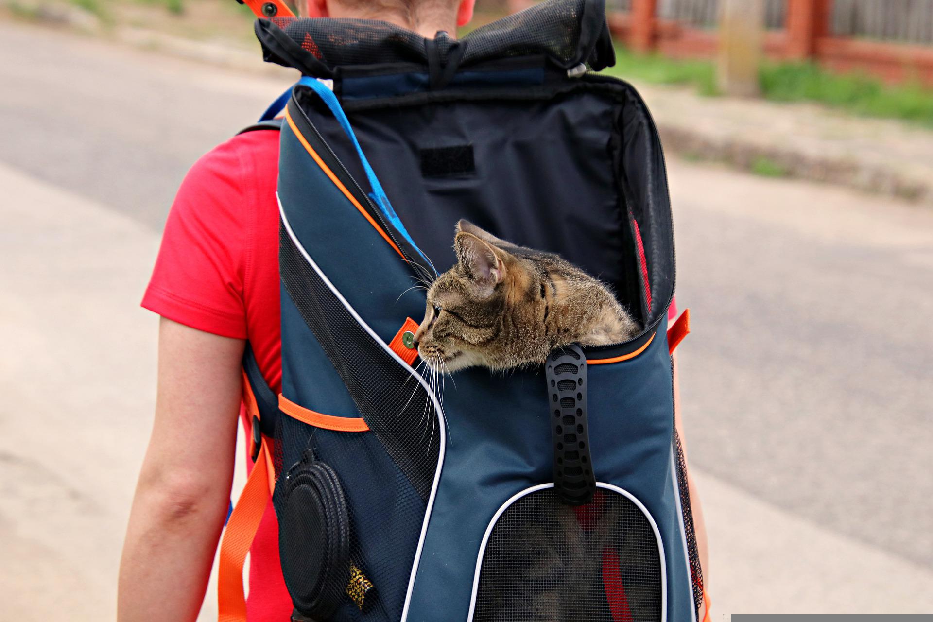 viaggiare con gatto